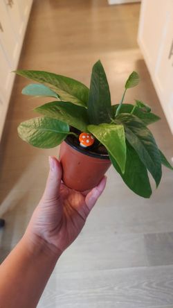 Cebu Blue Pothos