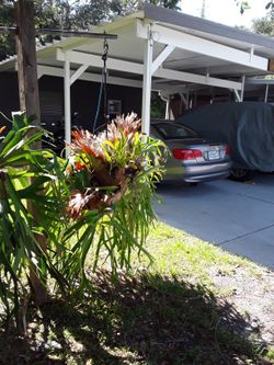 Rams Horn Fern. Large