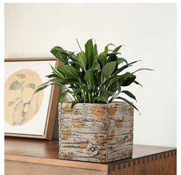 succulent live plants 2