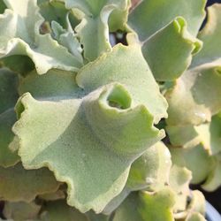 Kalonche Beharensis Plant