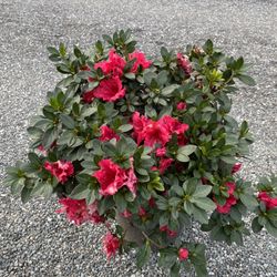 Azalea Bush