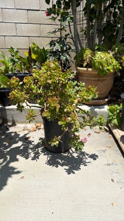Jade Plant