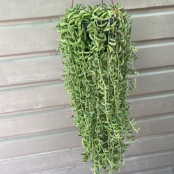 6” massive strings of bananas