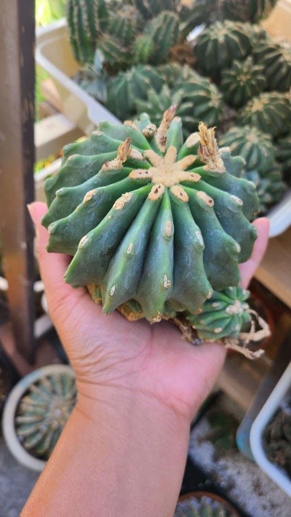 Moving Sale Want To Sell My Plants