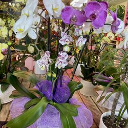 4 Big Spikes Orchid Arrangement In Vase