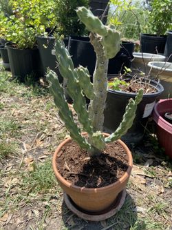 🌵Cholla Cactus 🌵 
