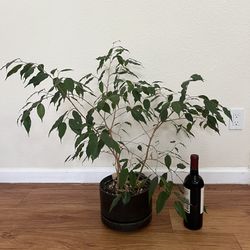 Ficus Bonsai Tree Plant With Black Ceramic Pot
