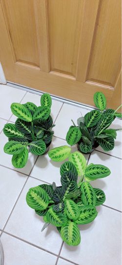 Lemon Lime Prayer Plants 🪴 $20 each