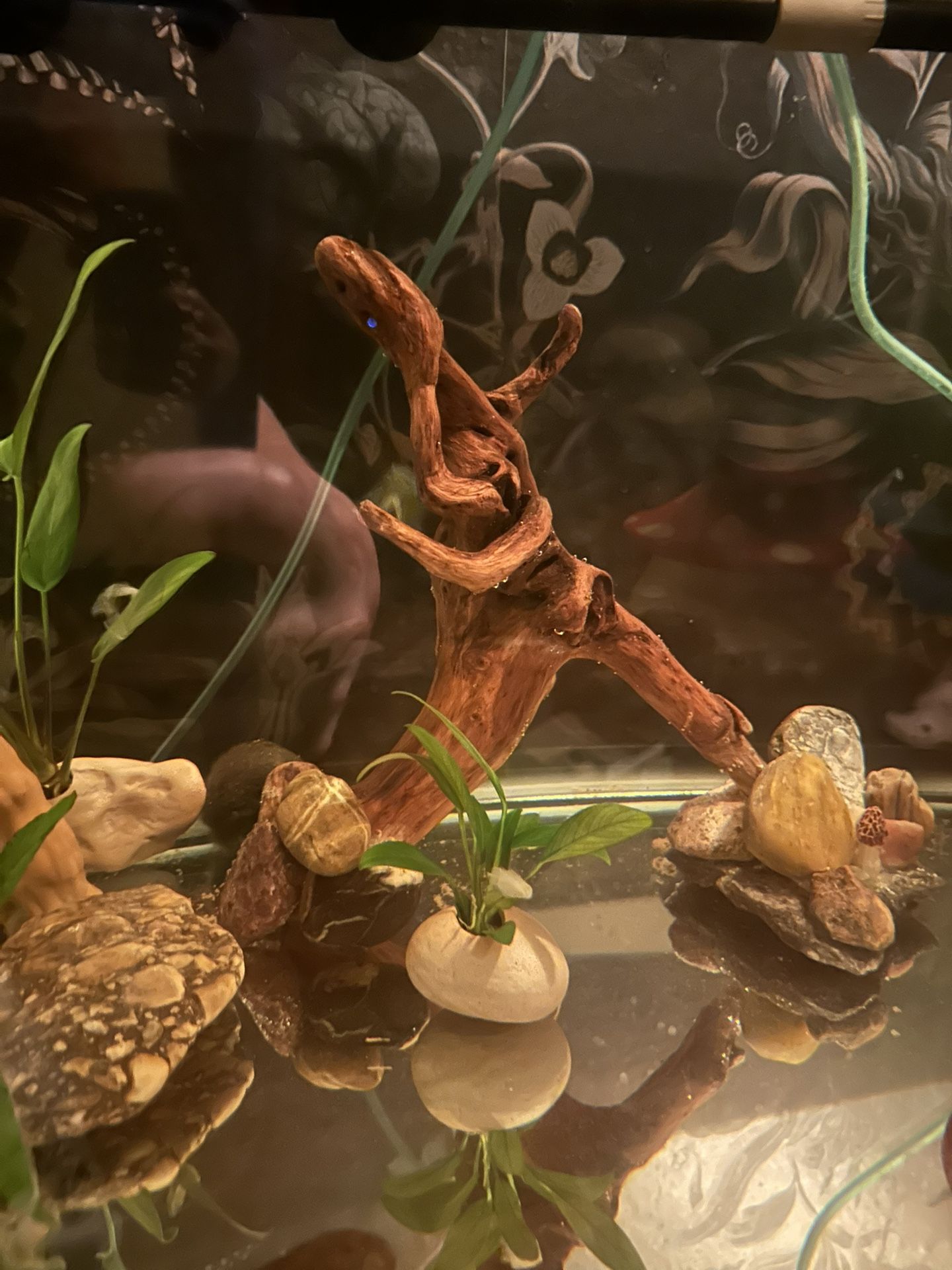 Driftwood