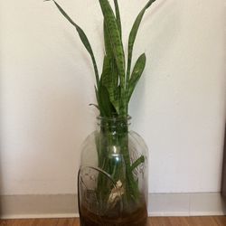 Snake Plant In Glass jar