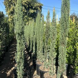 Italian Cypress Privacy Hedge