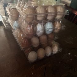 Egg/huevos