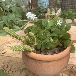 SUCCULENTS HOUSE PLANTS: Green Oxalis with (+1yr) Bunny Ear Cactus