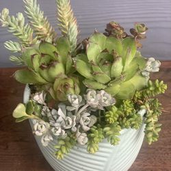 Succulent Arrangement In Light Green Ceramic