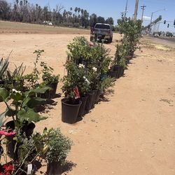 Plants