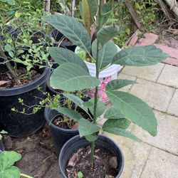Avocado Plant