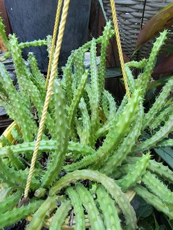 Huernia cactus plant