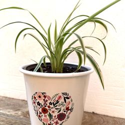 Spider House Plant In Cute Pot 4.5"H.