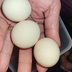 Puerto Rican Kikirikis Hatching Eggs