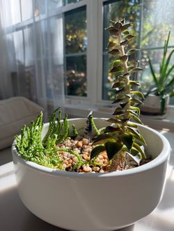 Happy Succulents