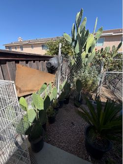 Nopales