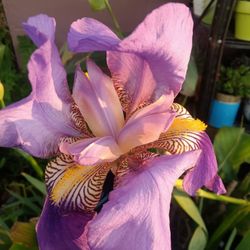 Planta Lirio Flor Morada
