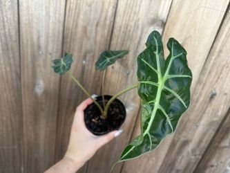 Alocasia Polly / African Mask 🌿