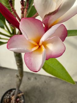 Blooming Plumeria Plant W6