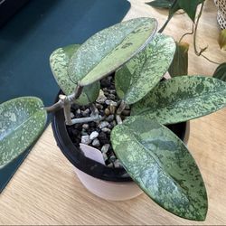 Hoya Silver Dollar Splash