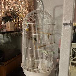 Free canary with cage to good home