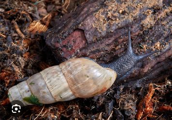 Dellocate snails