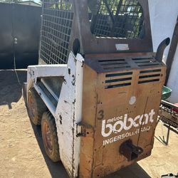 Bobcat