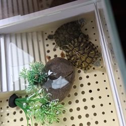 Free Red Ear Slide Turtles 