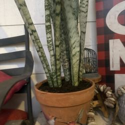 Big Snake Plant