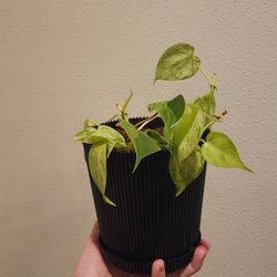 Heart Leaf Philodendron 