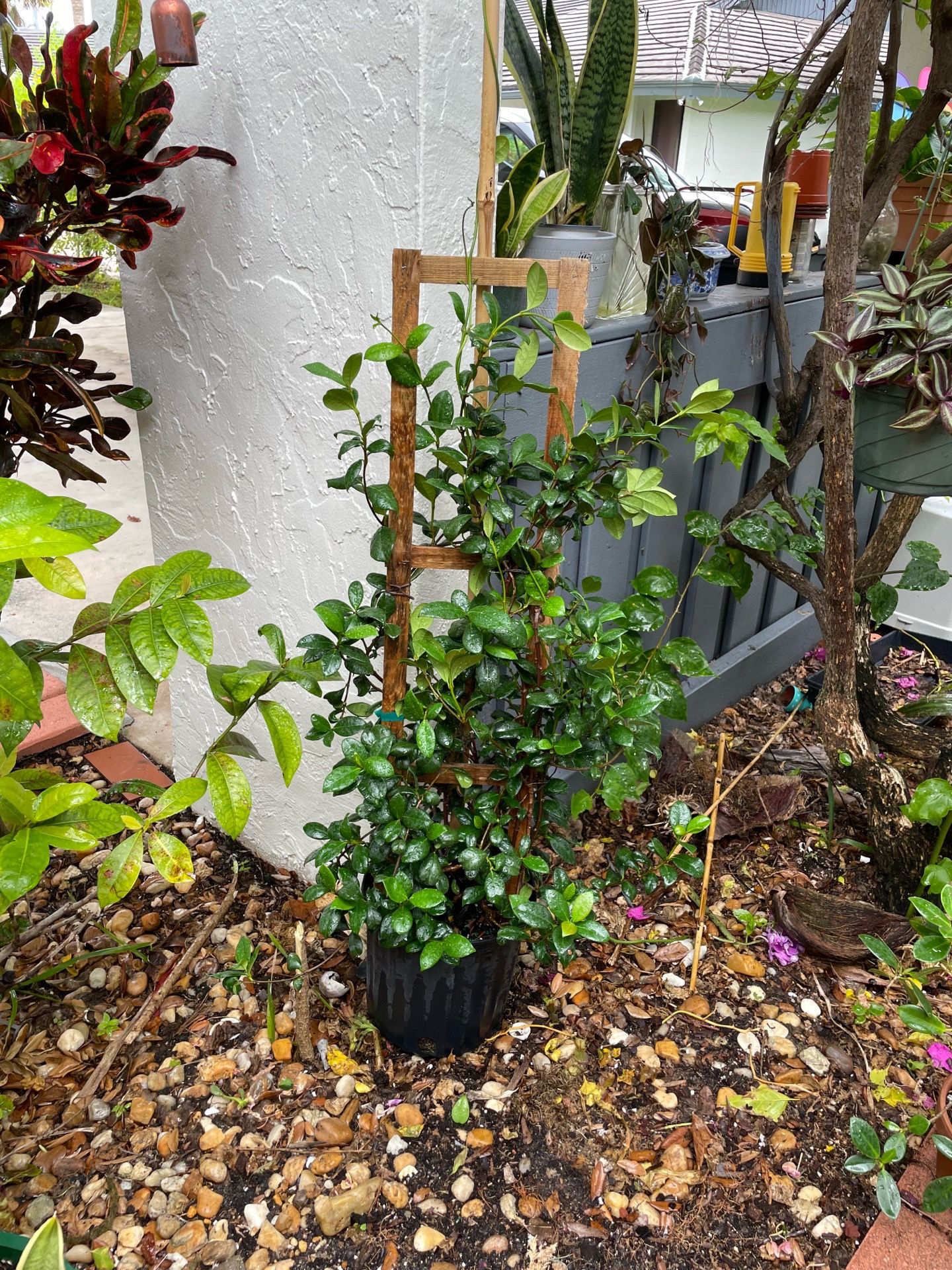 Star jasmine trellis Vine
