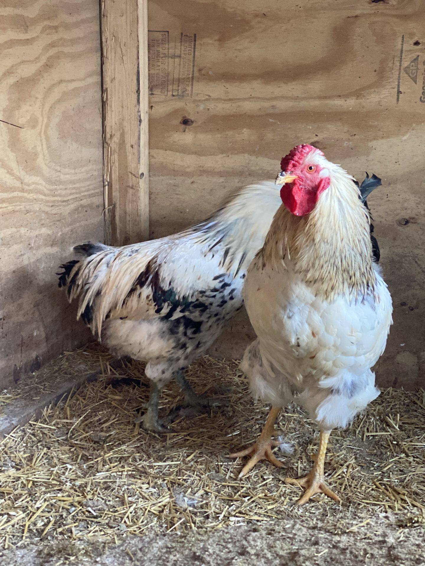 FRESH ORGANIC EGGS