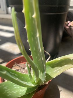 Small Aloe Vera