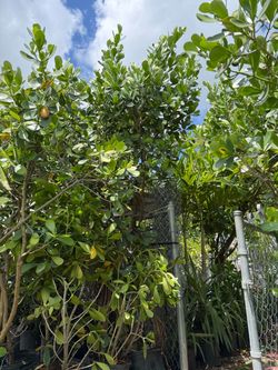 Clusias 10-12 Ft