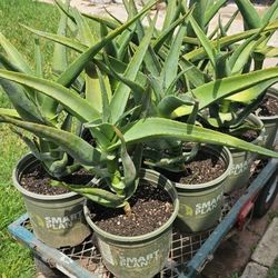 Aloe Vera Tree