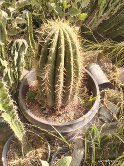 Fatboy Cactus plant