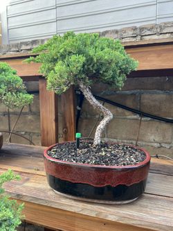hoya hanging plant New- Hoya 'Hindu Rope' – Plants and Things LLC
