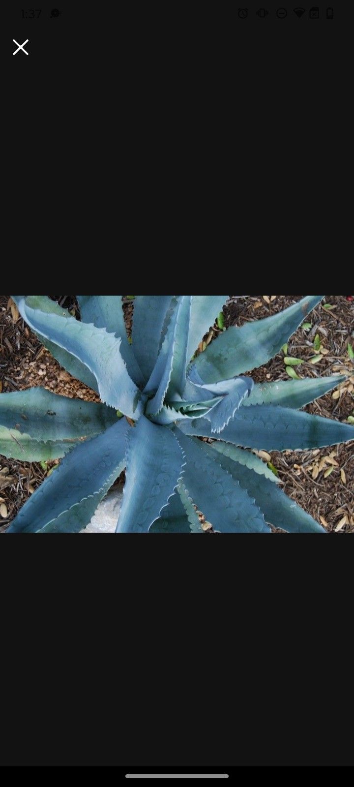 Agave Various Plants