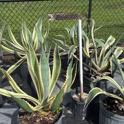 Americano Agave - 7gl