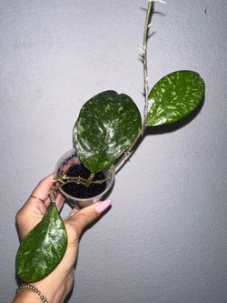 Hoya Crassipetiolata x Michele