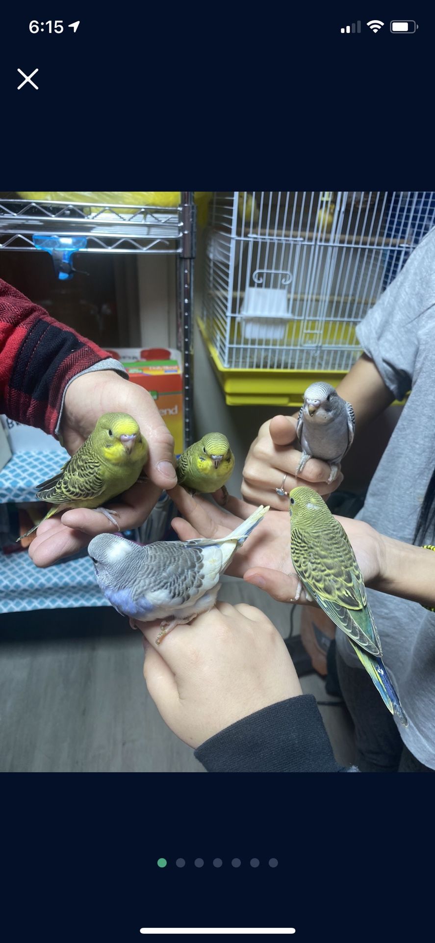 Parakeet's For Sale