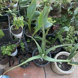 Part two of the plants