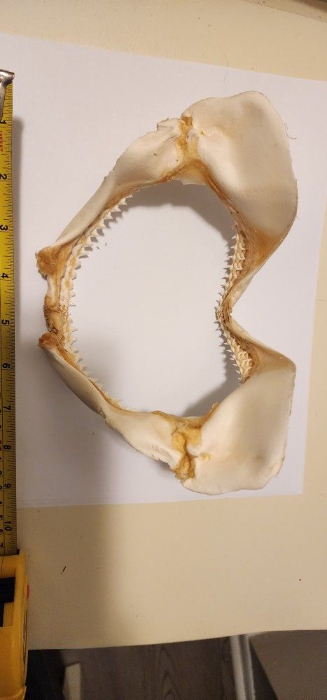BULL SHARK JAWS