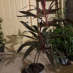 Large Palm Plant