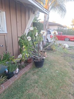 Hawaiian plants 2 In Pot